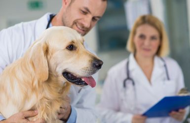 Fizjoterapia psów i Fizjoterapia zwierząt